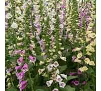 Thompson & Morgan Foxglove Foxy 1 Packet (1500 Seeds), Multi