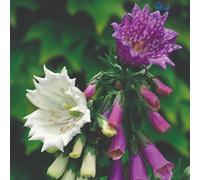 Thompson & Morgan Foxglove Monstrosa Seeds Digitalis Purpurea Tall Spikes Pink Purple White Blooms 100 Seeds