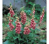 Thompson & Morgan Foxglove Summer King 25 Percent 1 Seed Packet (60 Seeds)