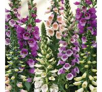 Thompson & Morgan Foxgloves Digitalis Dalmatian Mix 9cm x 3