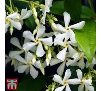 Thompson & Morgan Fragrant Trachelospermum Jasminoides - Star Jasmine - 2 Litre Potted Plant X 2 - Ideal For Trellis, Fences & Obelisks