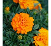 Thompson & Morgan French Marigold Orange Winner Dwarf - Compact Large Orange/maroon Crested Blooms Easy Summer Colour (1X Seed Packet)