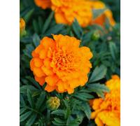 Thompson & Morgan French Marigold Orange Winner Dwarf - Compact Plants Large Orange/maroon Crested Blooms Beds Borders Pots Easy G
