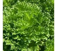 Thompson & Morgan Frillice Lettuce Seeds Crunchy Curly Hybrid Disease Resistant Half-Hardy Annual (25 Seeds)