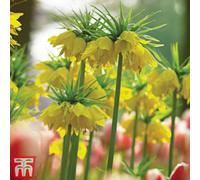 Thompson & Morgan Fritillaria Imperialis Maxima Lutea 3 Bulbs (Size 18/20)