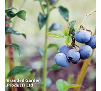 Thompson & Morgan Fruit Blueberry 'bluegold' - 9Cm Potted Plant X 2
