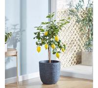 Thompson & Morgan Fruit Citrus Meyer Lemon 18Cm Potted Plant X 1