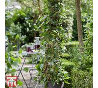 Thompson & Morgan Fruit Mulberry (Morus) Charlotte Russe 7Cm Potted Plant X 1