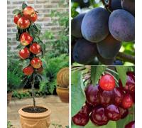 Thompson & Morgan Fruit Patio Tree Collection 9Cm Potted Plant X 3