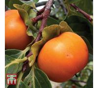 Thompson & Morgan Fruit Persimmon (Diospyros) Kaki (Tipo/fuyu) 7 Litre Potted Plant X 1