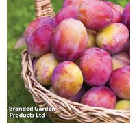 Thompson & Morgan Fruit Plum (Prunus) Wonder Tree Plum Victoria (St Julien A Rootstock) (Height 1.4M) 24Cm Potted Plant X 1