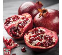 Thompson & Morgan Fruit Pomegranate (Punica Granatum) Provence 5 Litre Potted Plant X 1
