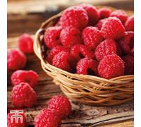 Thompson & Morgan Fruit Raspberry (Rubus Idaeus) Autumn Bliss 2 Litre Potted Plant X 1