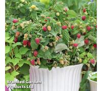 Thompson and Morgan Raspberry Little Sweet Sister Plant Pot 13cm - Size: 90 x 90 x 90cm - Pink - Thompson & Morgan - Wilko