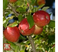 Thompson & Morgan Fruit Tree Collection 3 Bare Roots (Contains 1 Each Of Fruit Apple Braeburn, Fruit Apple Golden Delicious + Fruit Pear Conference)