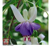 Thompson & Morgan Fuchsia Delta's Sarah Pbr 3 Litre Potted Plant X 1