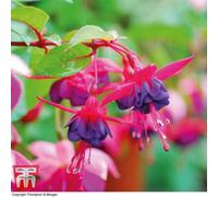Thompson & Morgan Fuchsia Hardy Dollar Princess 5 Plug Plant