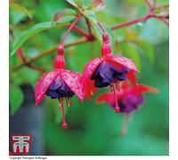 Thompson & Morgan Fuchsia Hardy Dollar Princess Dollar Princess - 1 Plug Plant