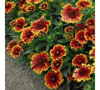 Thompson & Morgan Gaillardia Goblin (Torchlight) 1 Packet (100 Seeds)