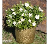 Thompson & Morgan Gardenia Sweetheart 9Cm Pot X 1