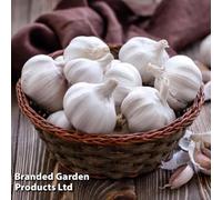 Thompson & Morgan Garlic (Spring & Autumn) Cledor 4 Bulbs