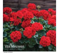 Thompson & Morgan Geranium Best Red -12 Plug Plants - Summer Colour, Ideal For Patio Containers