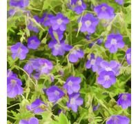 Thompson & Morgan Geranium Brookside 1 Bare Root