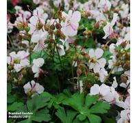 Thompson & Morgan Geranium Cantabrigiense Biokovo 1 Litre Potted Plant X 2