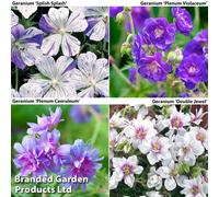 Thompson & Morgan Geranium Collection 4 Bare Root Plants