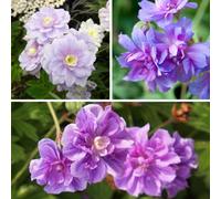Thompson & Morgan Geranium Double Collection 6 Bare Roots
