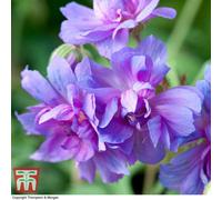 Thompson & Morgan Geranium Double Plenum Caeruleum (Hardy) 3 Bare Roots