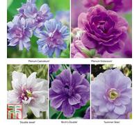 Thompson & Morgan Geranium Doubles Mix 10 Bare Root Plants
