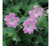 Thompson & Morgan Geranium Endressii 1 Litre Potted Plant X 1