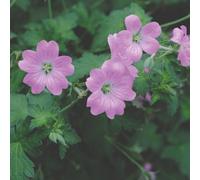 Thompson & Morgan Geranium Endressii Hardy Pink Perennial For Gardens - Attracts Pollinators Easy Grow Sun/part Shade - 9Cm Pot X1