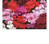 Thompson & Morgan Geranium 'GeRainbow Mixed' x 5 Jumbo Plugs