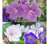 Thompson & Morgan Geranium Hardy Blues Collection 6 Bare Root Plants