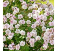 Thompson & Morgan Geranium (Hardy) Cantabrigiense Biokovo 1 Litre Potted Plant X 1