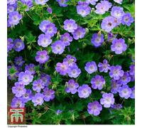 Thompson & Morgan Geranium (Hardy) Rozanne 3 Bare Roots
