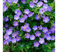 Thompson & Morgan Geranium Hardy Rozanne 9Cm Potted Plant X 2