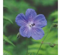 Thompson & Morgan Geranium Himalayense Gravetye 9Cm Potted Plant X 2