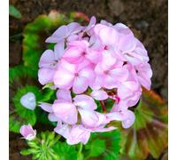 Thompson & Morgan Geranium Horizon F1 Appleblossom Garden Ready x 24