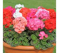 Thompson & Morgan Geranium Jackpot Mixed - 18 Garden Ready Plugs. Vibrant Summer Blooms. F1 Hybrid.