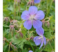 Thompson & Morgan Geranium Johnsons Blue 1 Litre Potted Plant x 1