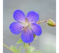 Thompson & Morgan Geranium Johnsons Blue 3 Litre Potted Plant X 1