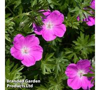 Thompson & Morgan Geranium Oxonianum Rose Clair 1 Litre Potted Plant X 2