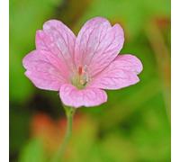 Thompson & Morgan Geranium Oxonianum Wargrave Pink 1 Litre Potted Plant X 1