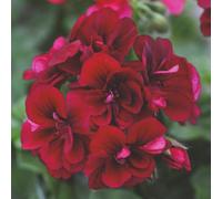 Thompson & Morgan Geranium Pelargonium Grandeur Ivy Velvet 10 Jumbo Plug Plants 50mm