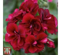 Thompson & Morgan Geranium Pelargonium Grandeur Ivy Velvet 5 Jumbo Plug Plants 50mm