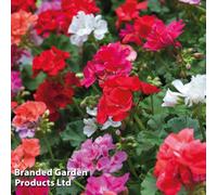 Thompson & Morgan Geranium Pelargonium Zonal Jackpot Mixed 6 Plug Plants - Summer Colour - Ideal For Patio Containers & Garden Borders