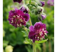 Thompson & Morgan Geranium Phaeum Joseph Green 1 Litre Potted Plant X 1